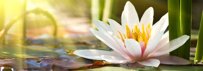 Chiropractic for Allergy Relief in Fort Wayne IN Chiropractic for Allergy Relief in Fort Wayne IN